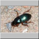 Harpalus rubripes - Laufkaefer 01b 8mm.jpg